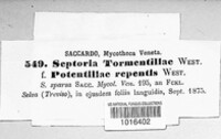 Septoria tormentillae image